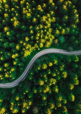 Nordic style forest pictured from above with a road in the middle. 